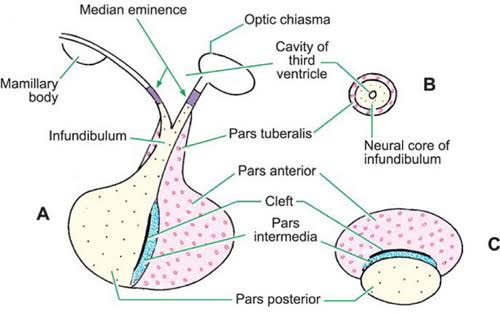 Anatomy, structure, location and blood supply of pituitary gland